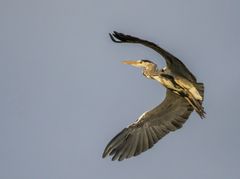 Graureiher am frühen Morgen