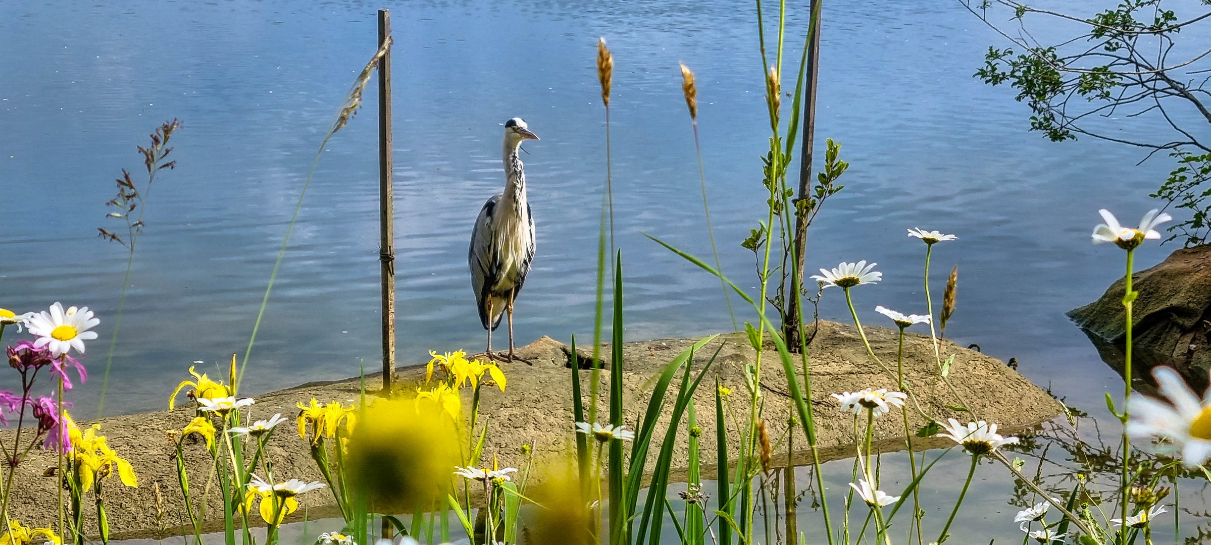 Graureiher am Gübsensee