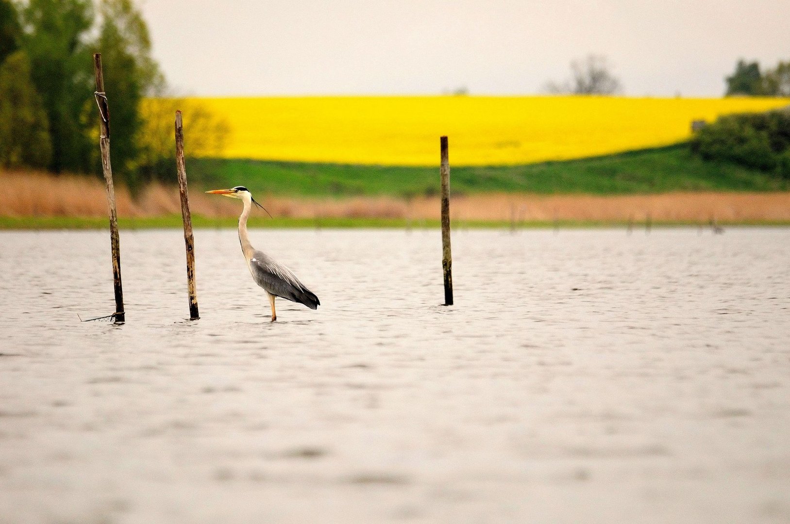 Graureiher am (im) Achterwasser