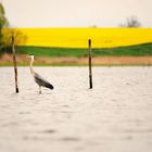 Graureiher am (im) Achterwasser