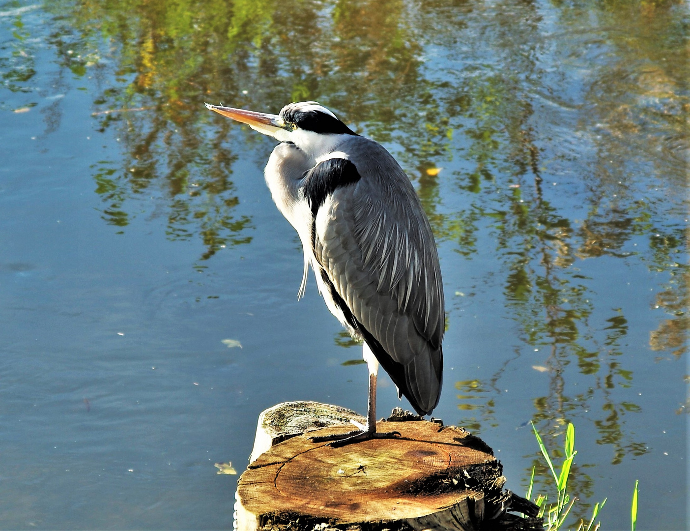 Graureiher am Kraichbach