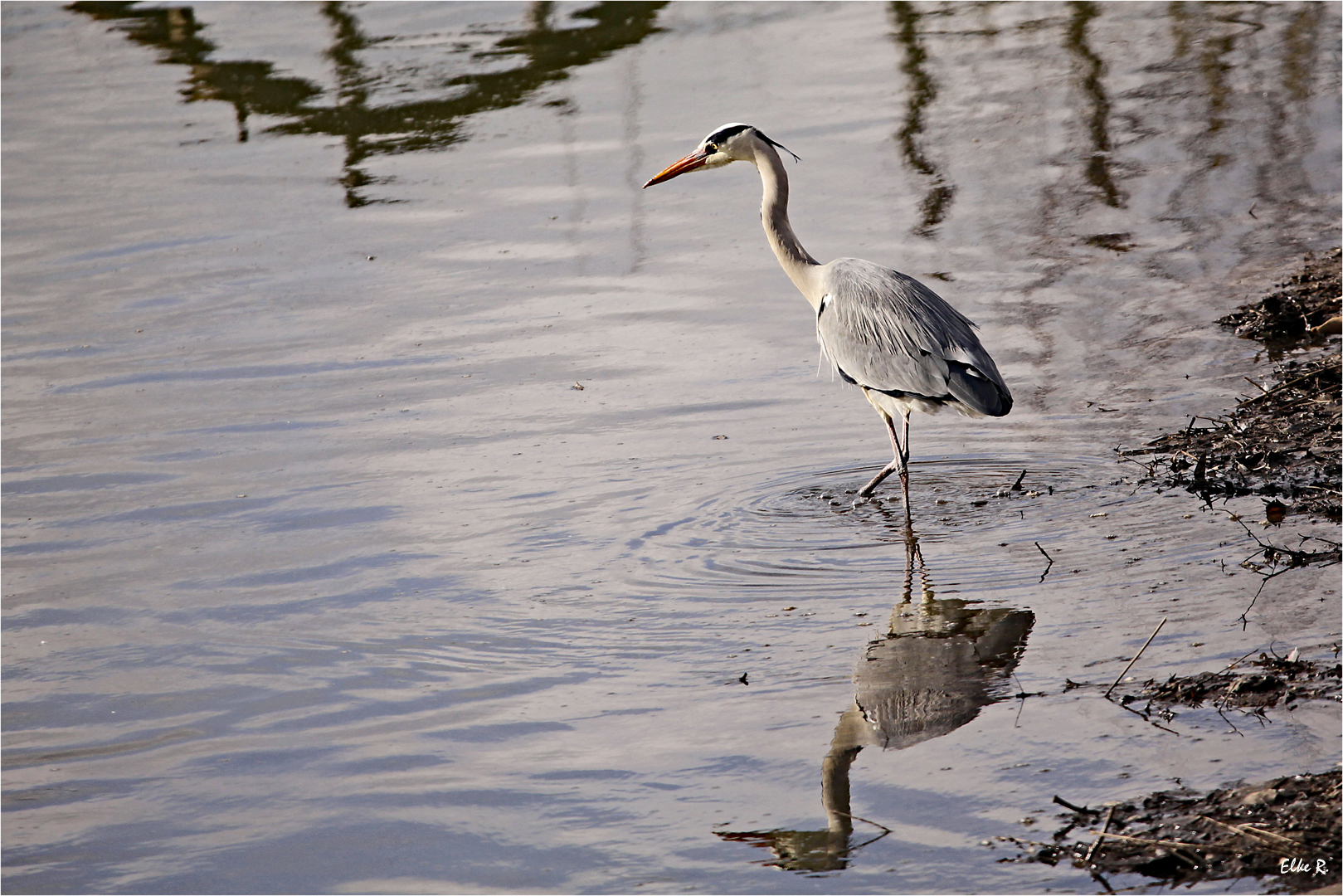 Graureiher am Neckar