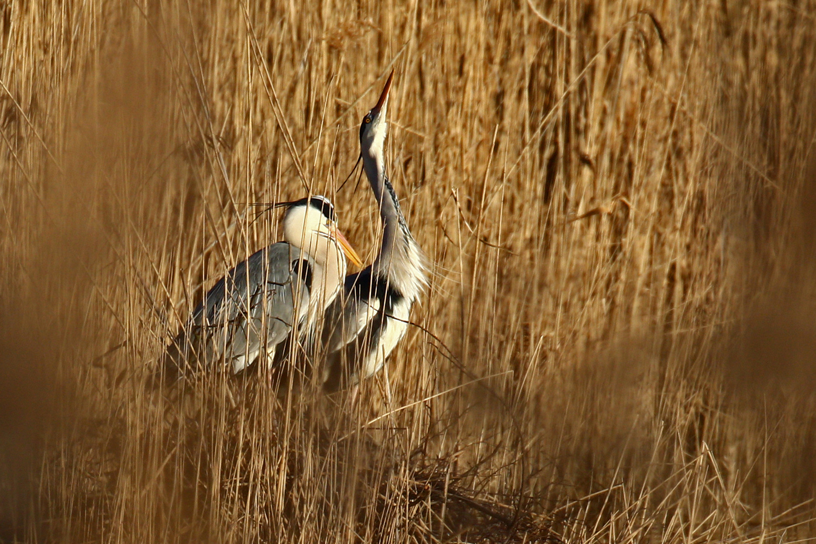 Graureiher am Nest