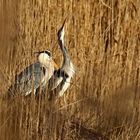 Graureiher am Nest