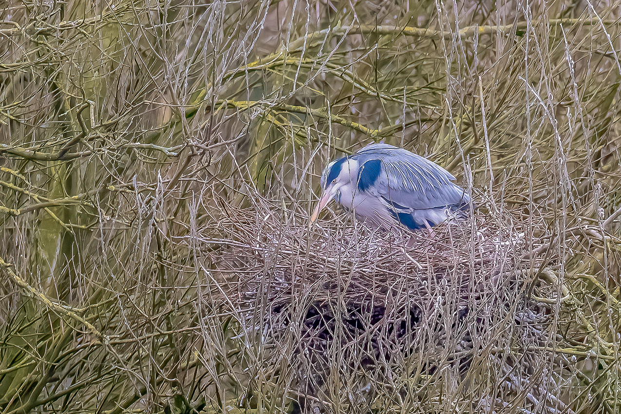 Graureiher am Nest