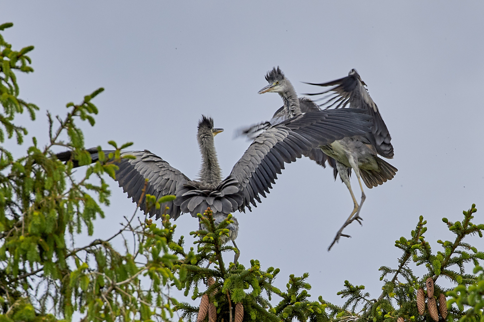 Graureiher am Nest