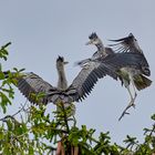 Graureiher am Nest