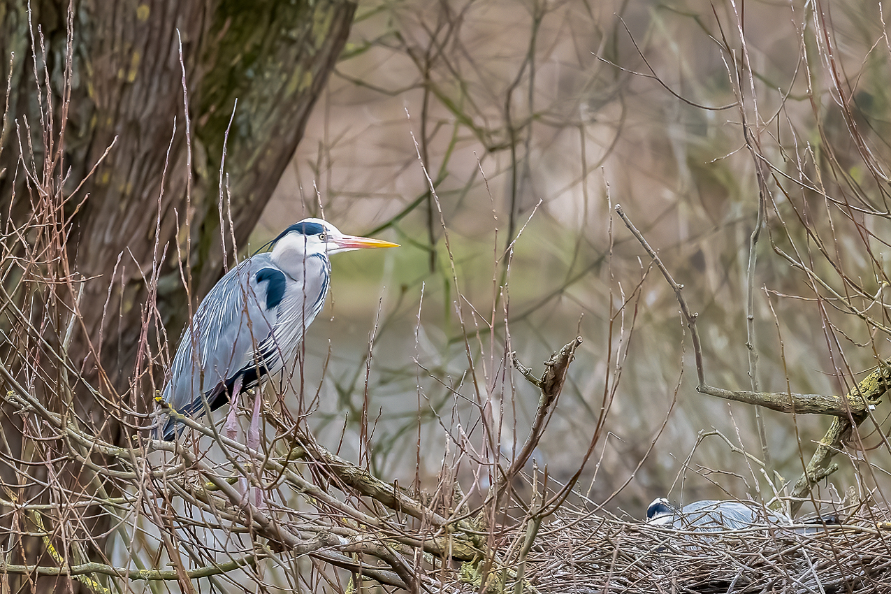 Graureiher am Nest