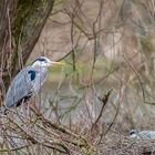 Graureiher am Nest