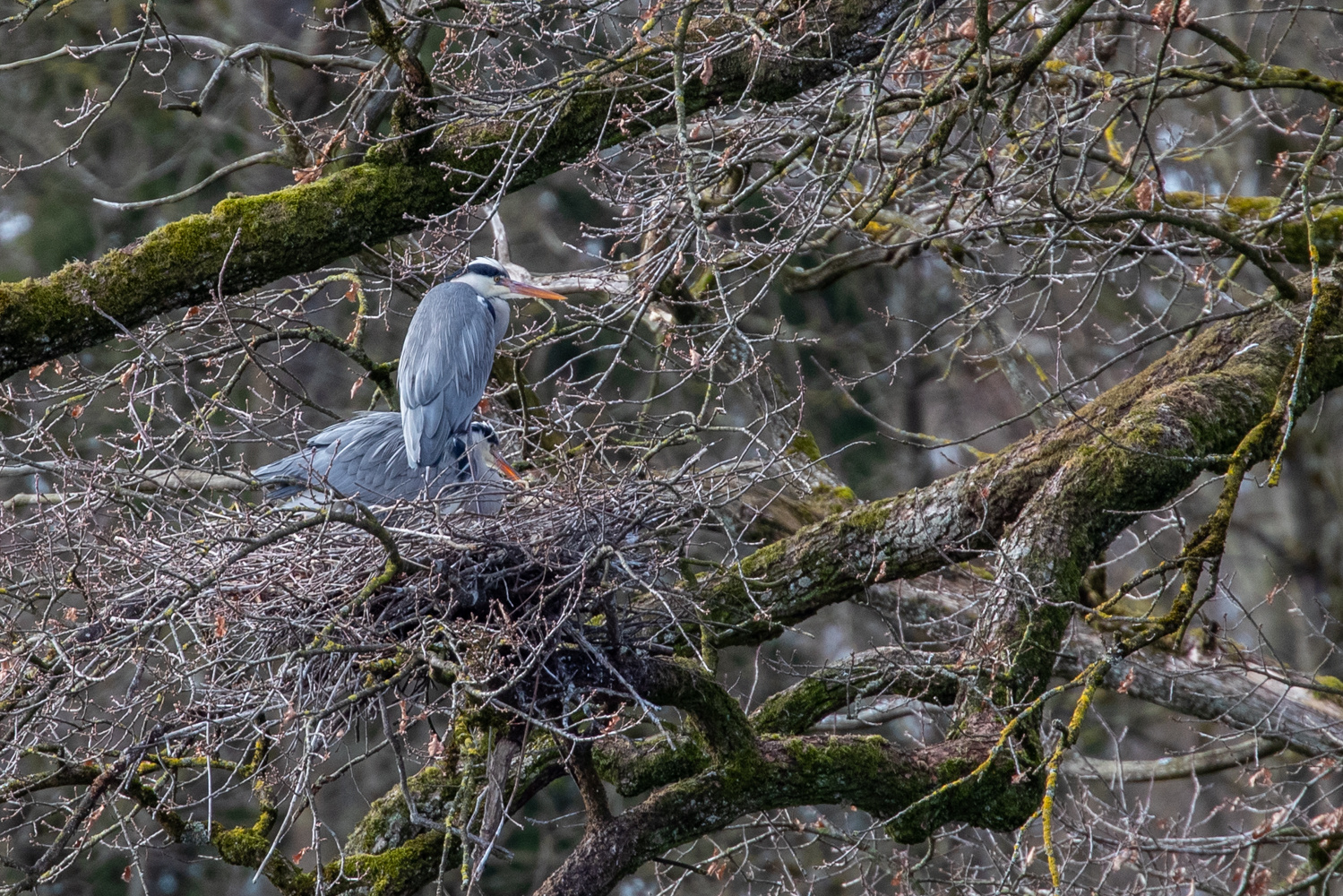 Graureiher am Nest