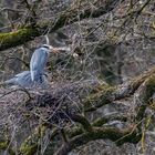 Graureiher am Nest