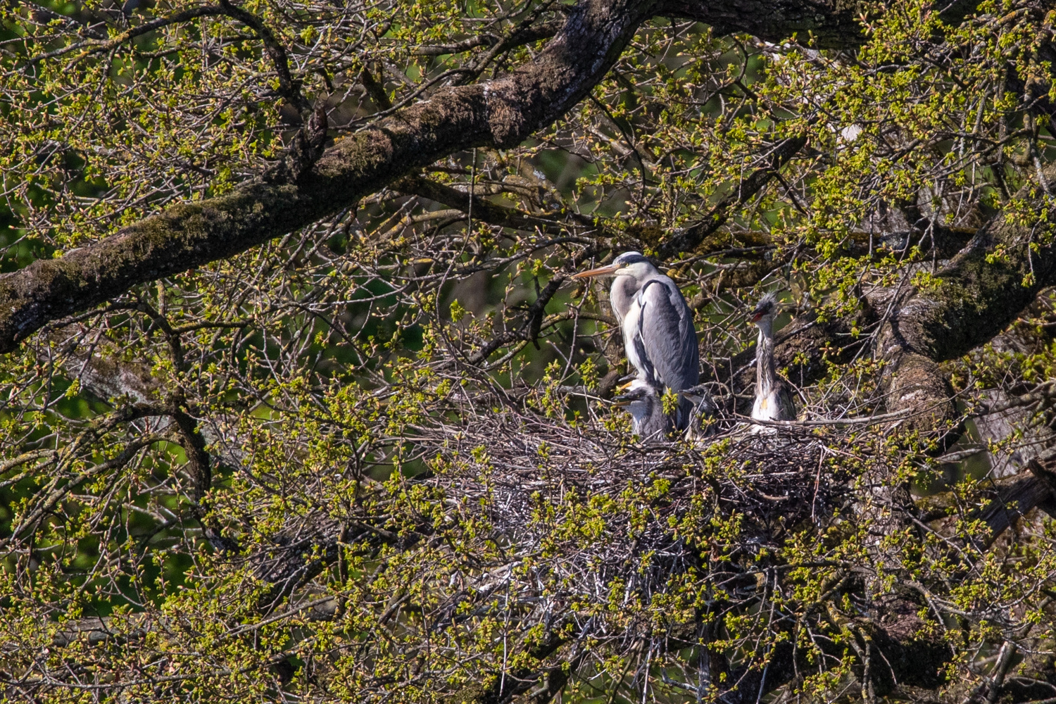 Graureiher am Nest und man sieht die Kleinen 