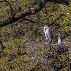 Graureiher am Nest und man sieht die Kleinen 