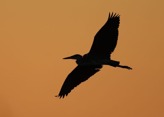 Graureiher am roten Abendhimmel