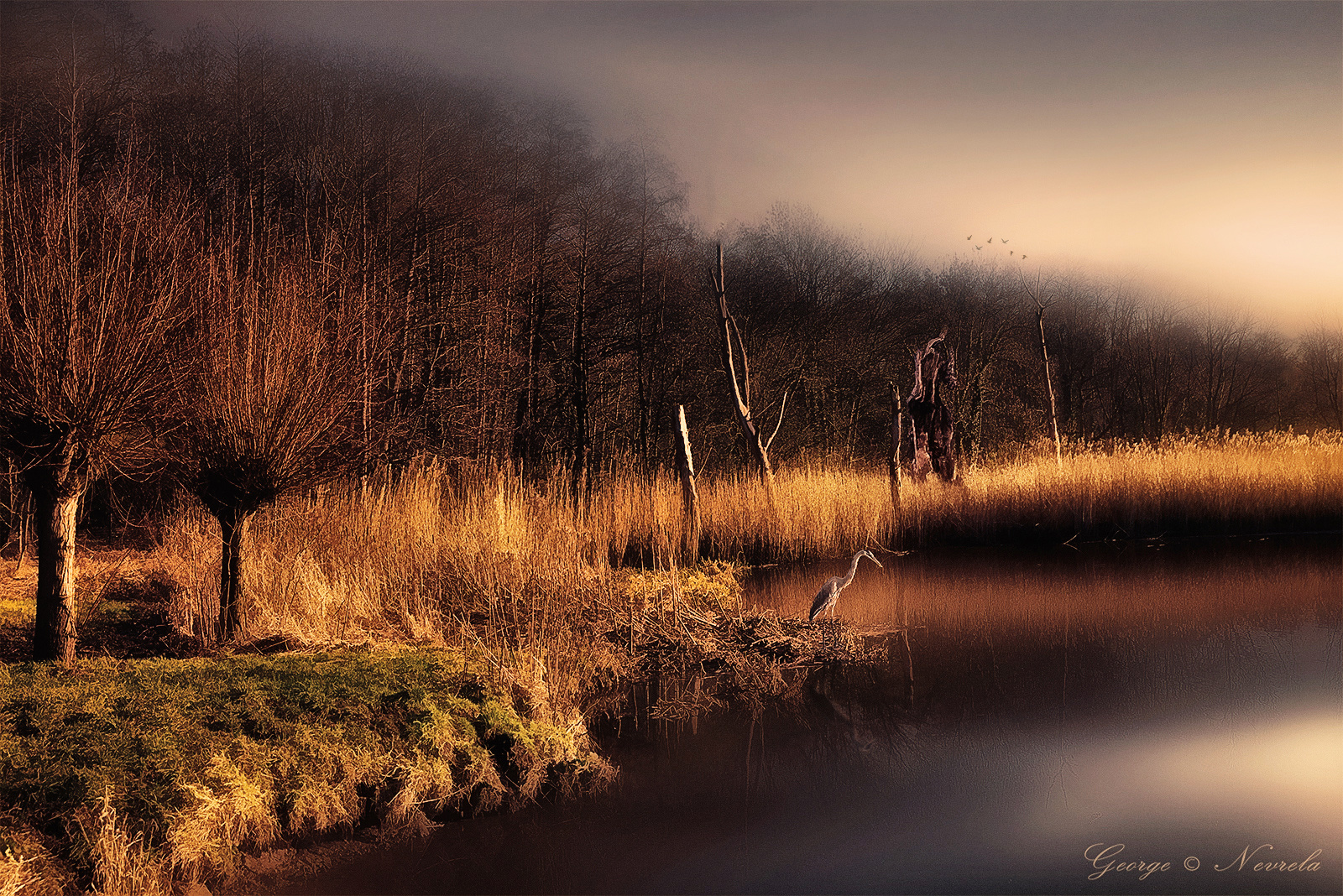 Graureiher am Schilfteich