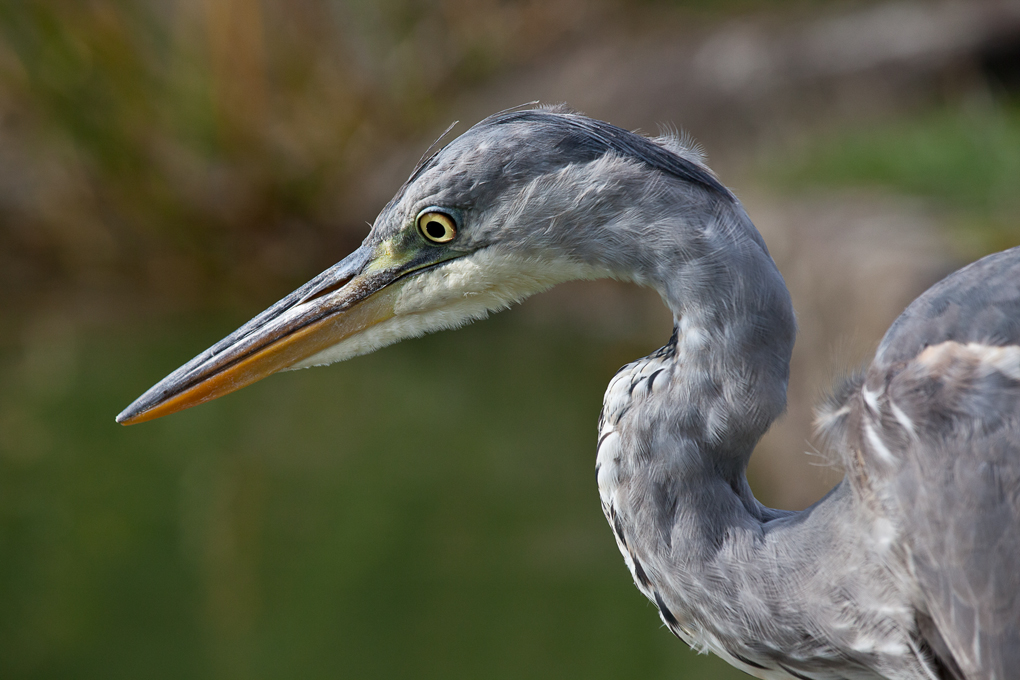 Graureiher am See, sucht nach Fisch