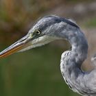 Graureiher am See, sucht nach Fisch