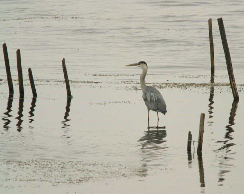 Graureiher am steinhuder Meer