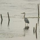 Graureiher am steinhuder Meer