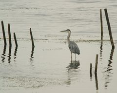 Graureiher am steinhuder Meer