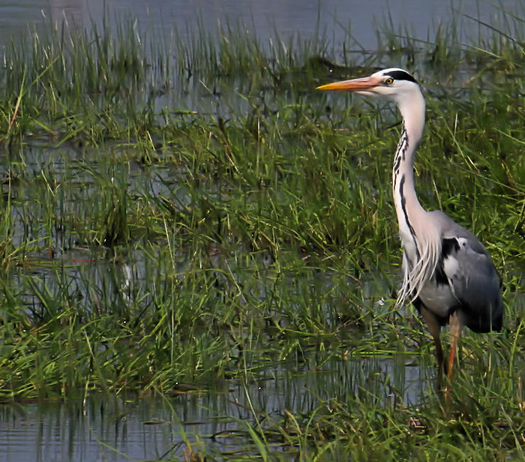 Graureiher am Steinhuder Meer