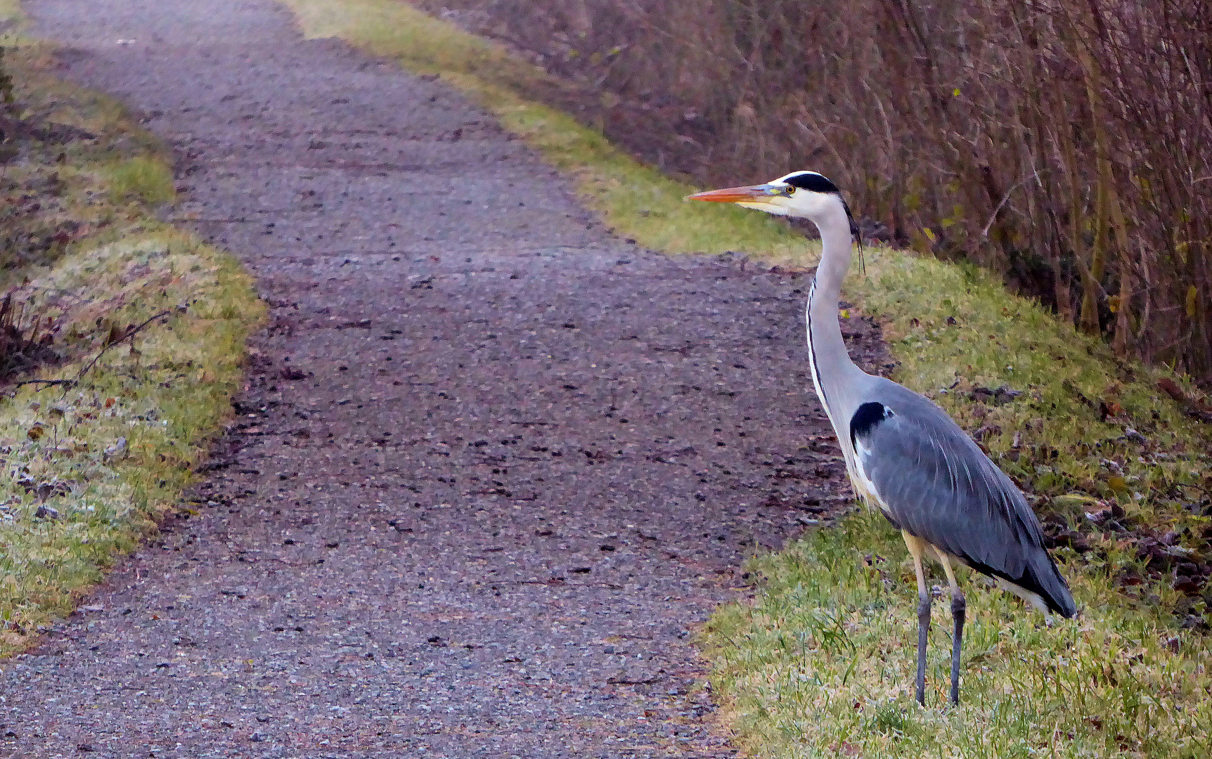 Graureiher am Sternenweiher