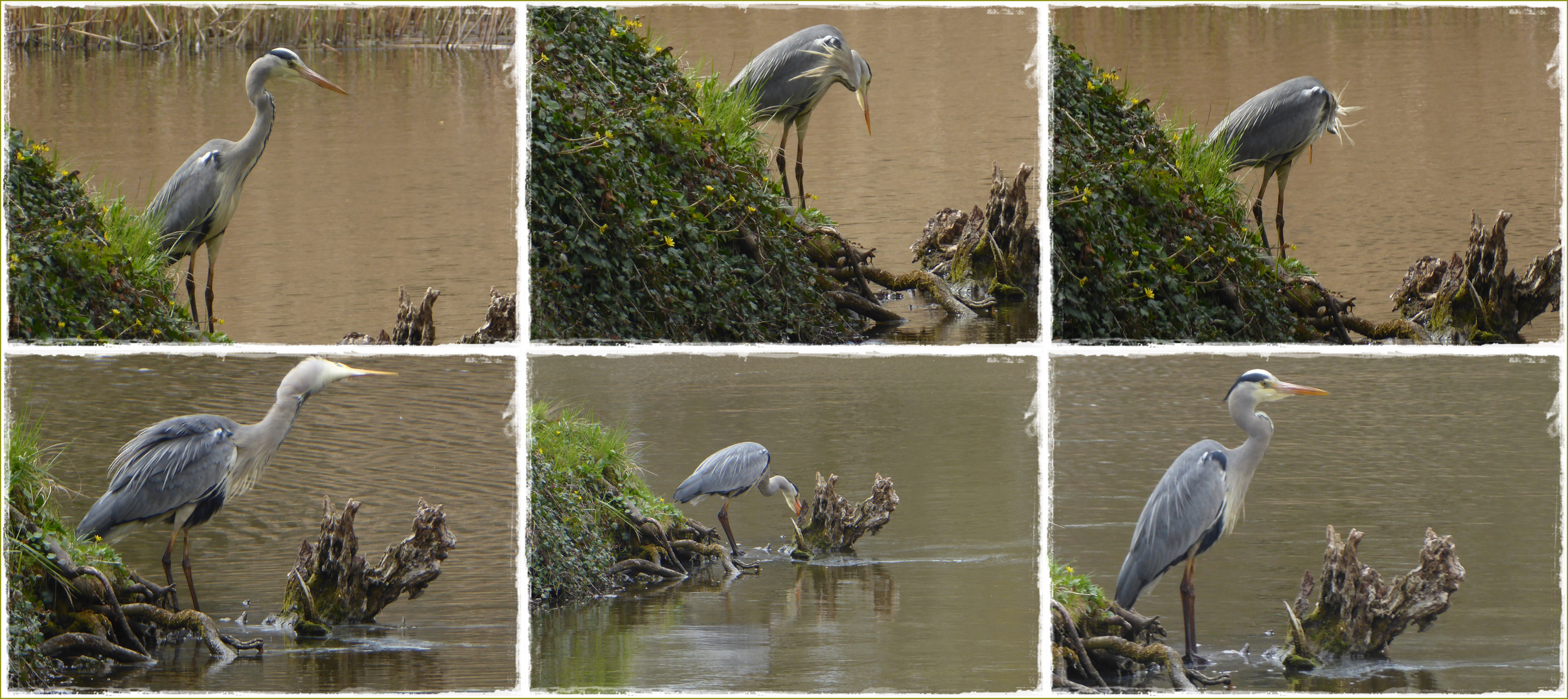 Graureiher am Teich