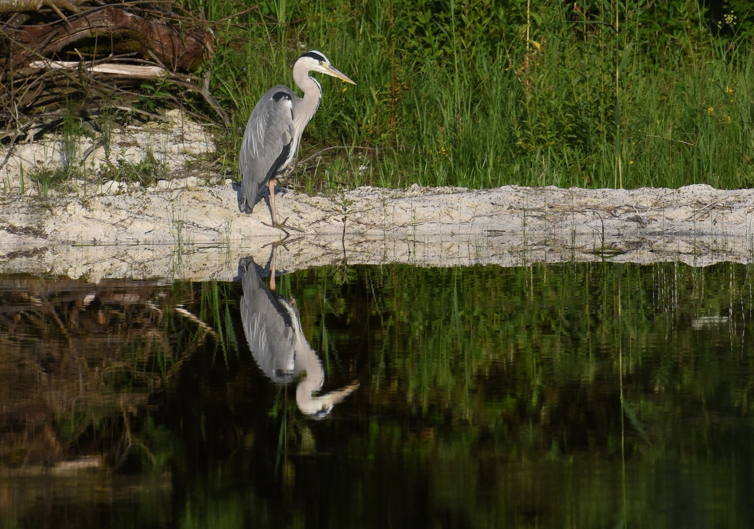 Graureiher am Teich