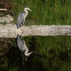 Graureiher am Teich