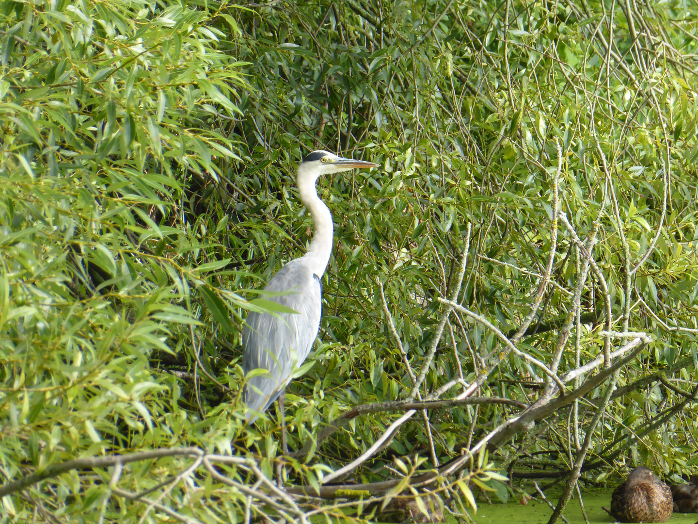 Graureiher am Teich Foto & Bild tiere, wildlife, wild lebende vögel
