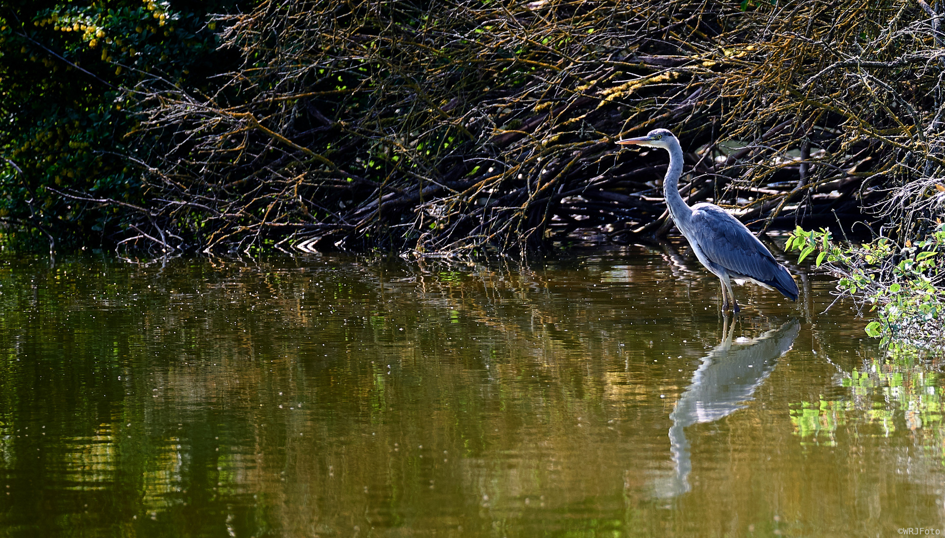 Graureiher am Teich