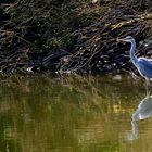 Graureiher am Teich