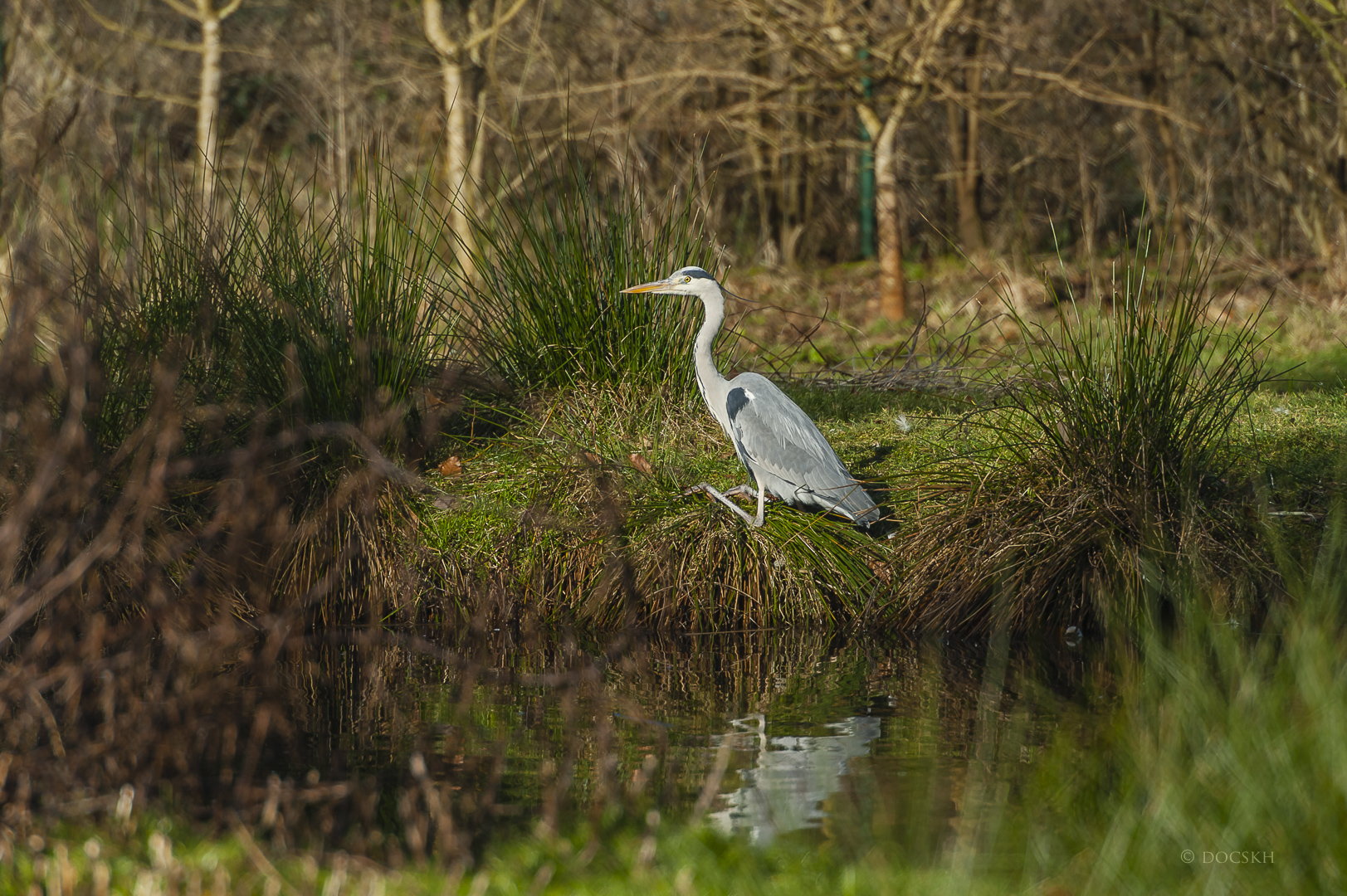 Graureiher am Teich