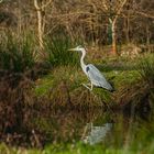 Graureiher am Teich