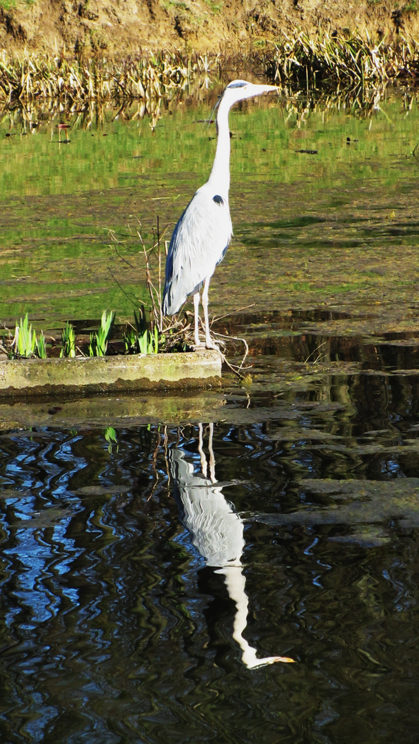 Graureiher am Teich in Bielefeld