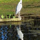 Graureiher am Teich in Bielefeld