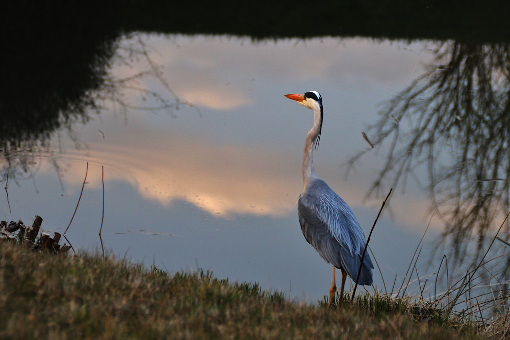 Graureiher am Ufer......