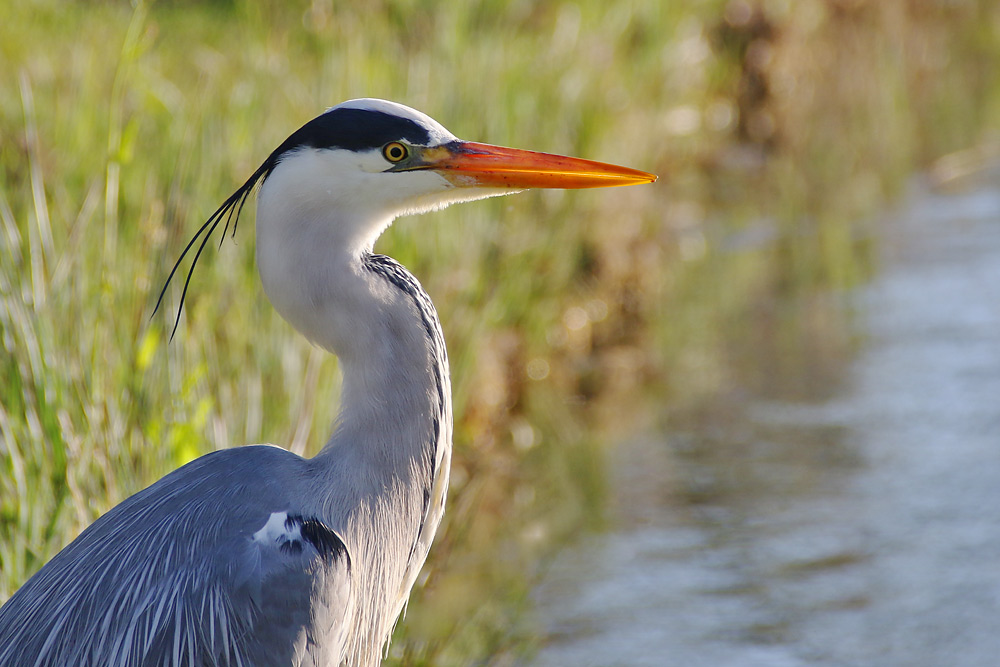 Graureiher am Ufer stehend