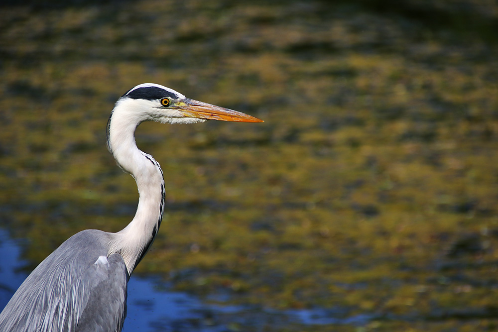 Graureiher am Ufer stehend