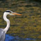 Graureiher am Ufer stehend