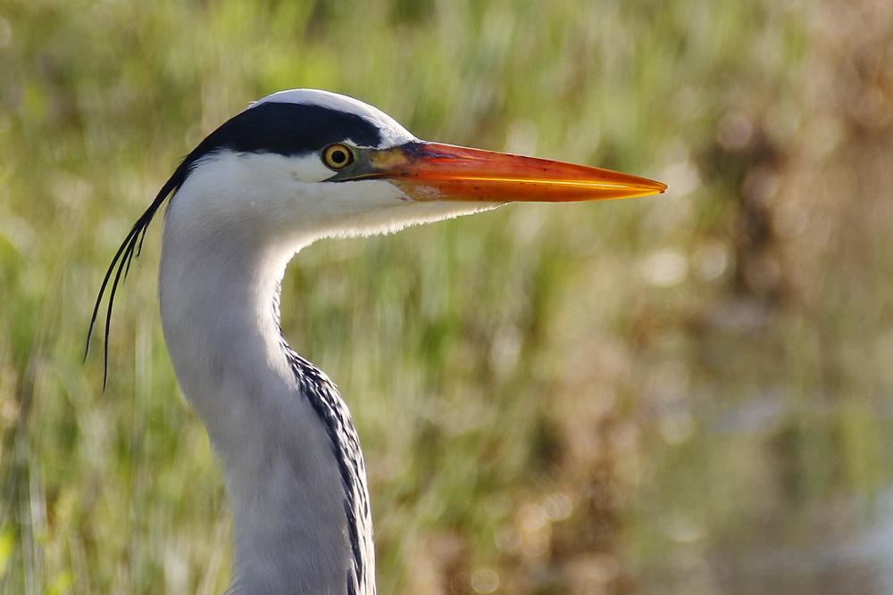 Graureiher am Ufer stehend