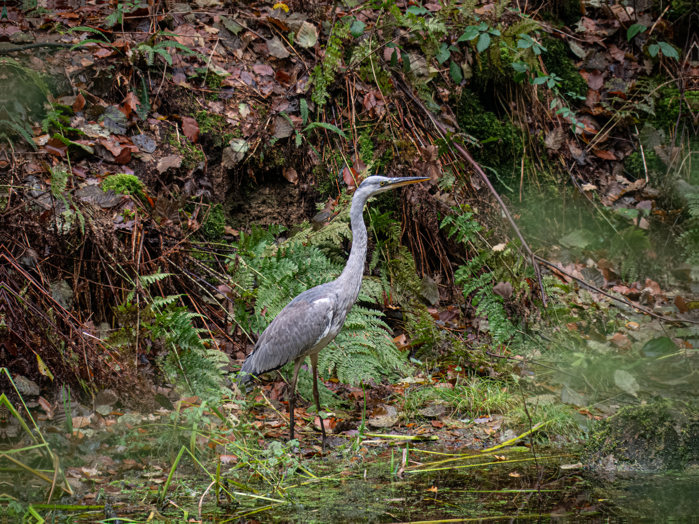 Graureiher am Waldfischteich