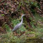 Graureiher am Waldfischteich