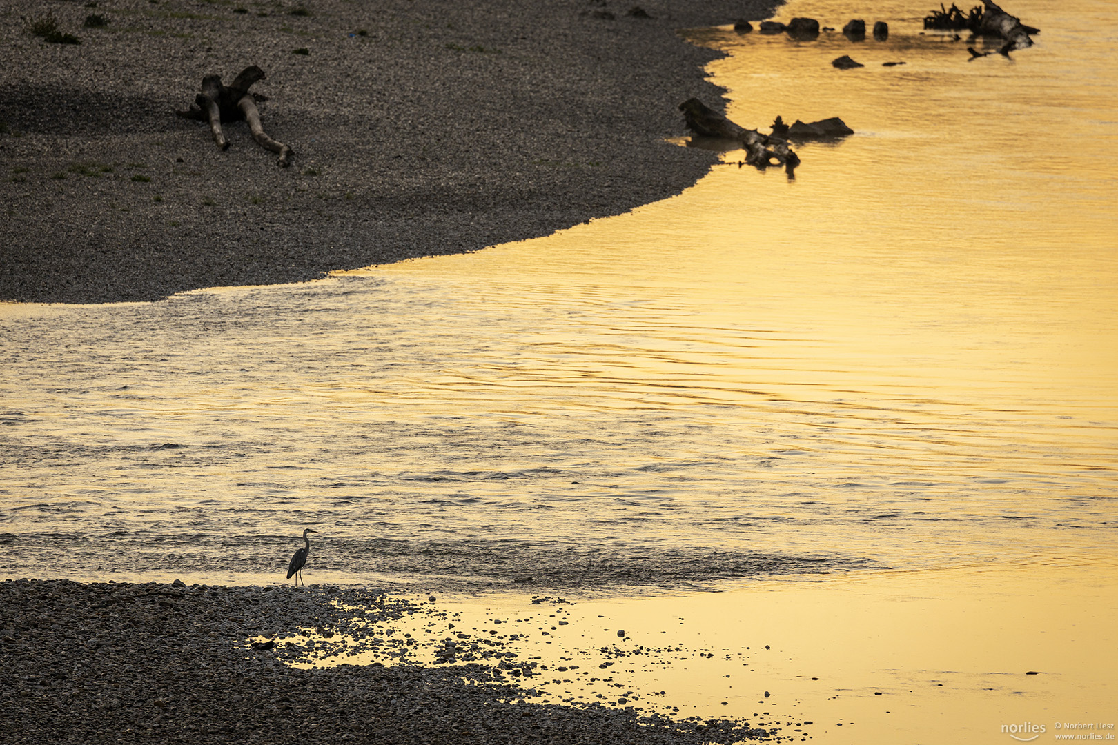 Graureiher am Wasser