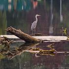 Graureiher am Wasserpark