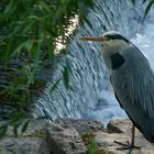 Graureiher am Wehr