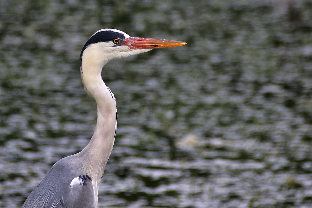 Graureiher am Weiher