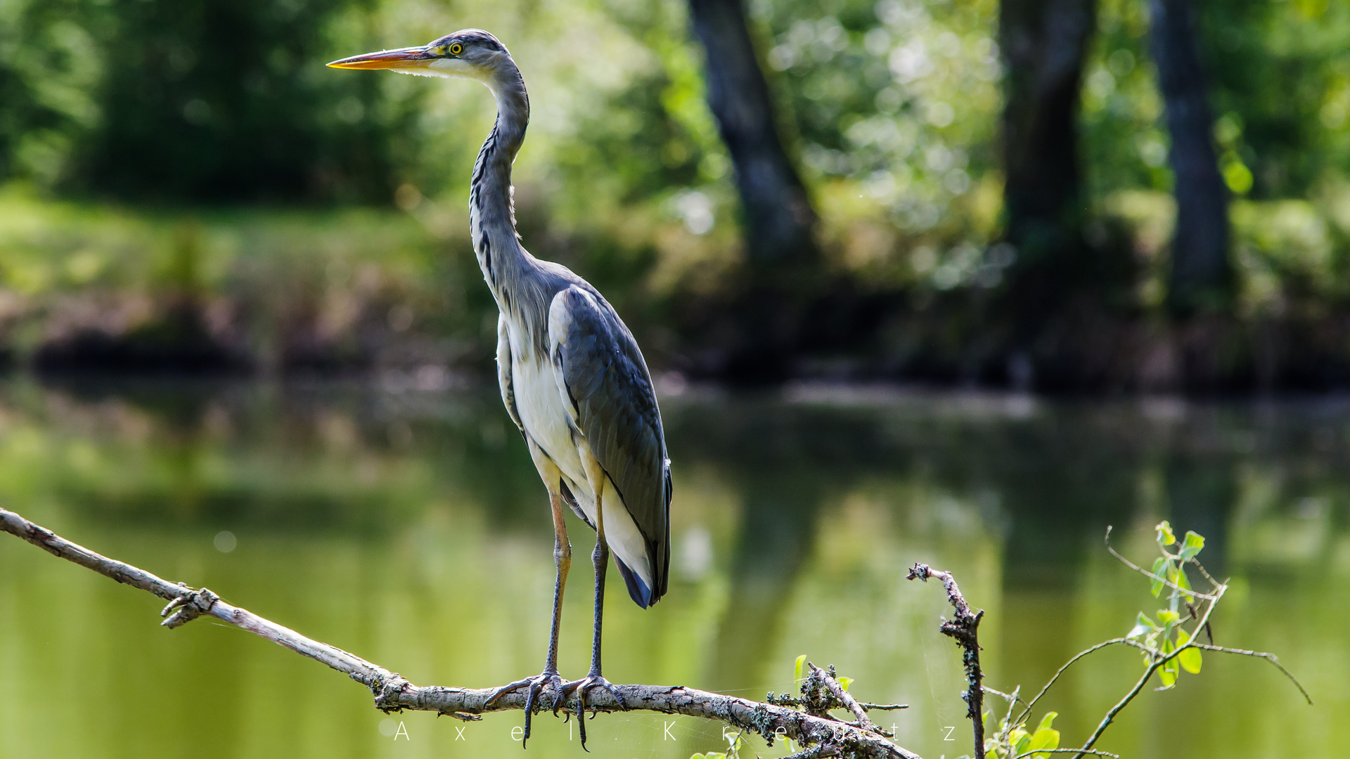 Graureiher am Wilnsdorfer Weiher