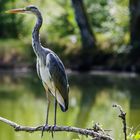 Graureiher am Wilnsdorfer Weiher