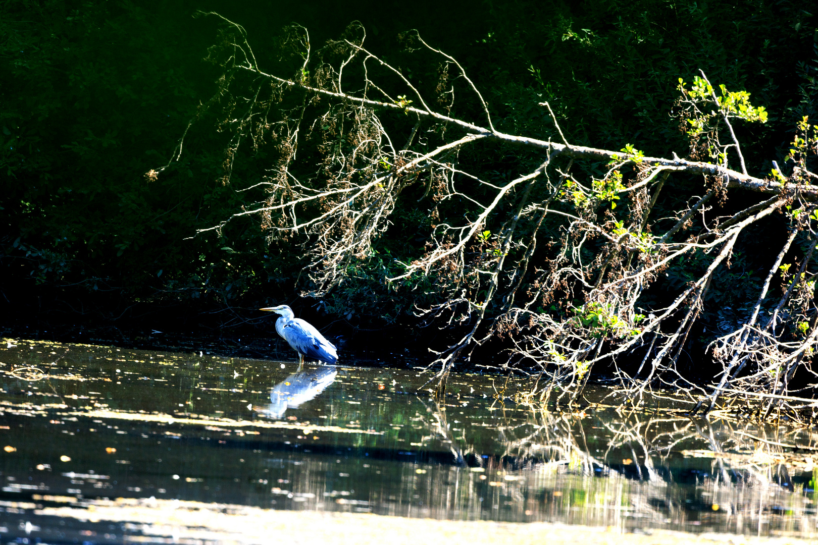 Graureiher am Zeuterner See